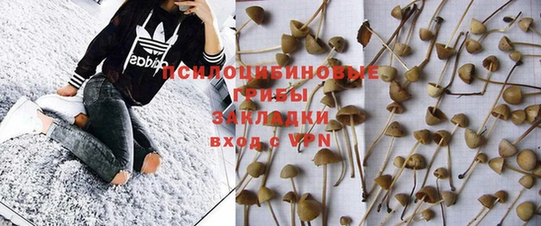 стаф Аркадак